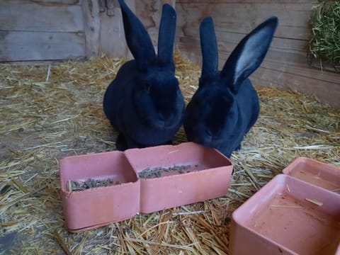 Eygrat Apartment in Canton of Lucerne