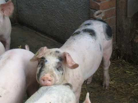 Biobauernhof Balm Apartment in Canton of Lucerne