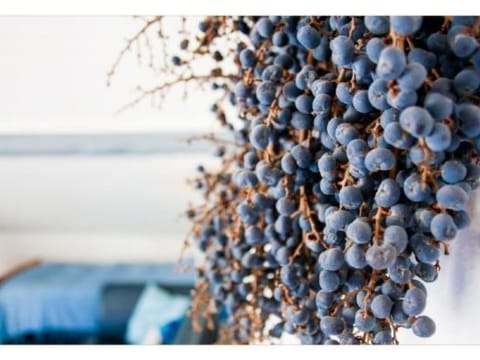 Casa Beatrice Apartment in Ascona