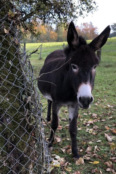 Tieroase Grünegg Apartment in Schaffhausen, Switzerland