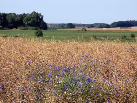 Pastor Hauswedel Apartment in Mecklenburg-Vorpommern, Germany