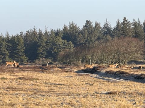 "Thrugils" - 500m from the sea House in Henne Kirkeby