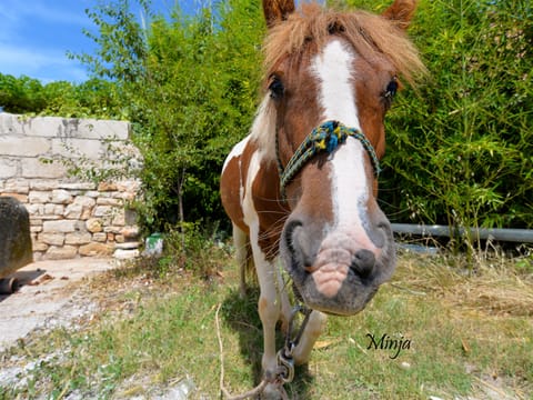Apartment 1938 Apartment in Fažana
