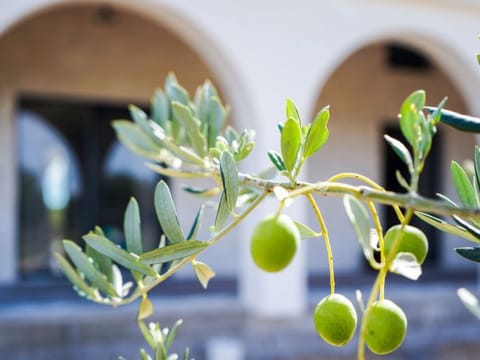 Holiday Home Olivarum with pool Vacation rental in Šibenik-Knin County, Croatia