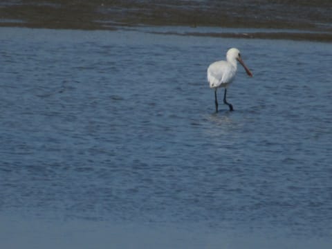 Gemütliches Mobilheim mit 3 Schlafzimmern Apartment in South Holland (province)