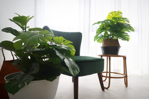 Paths Between Even Grass Apartment in Stellenbosch