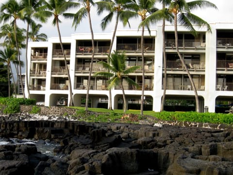 Palm Tree