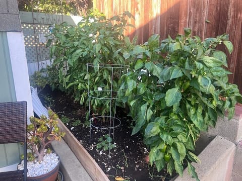 Our vegetable garden!