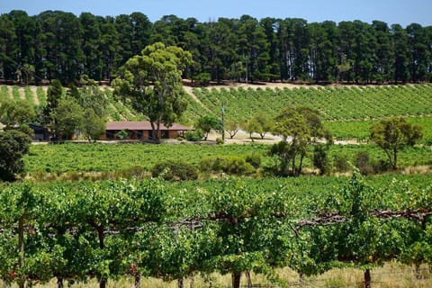 Live amongst the grapevines during your stay, and explore the property for hours of fun.