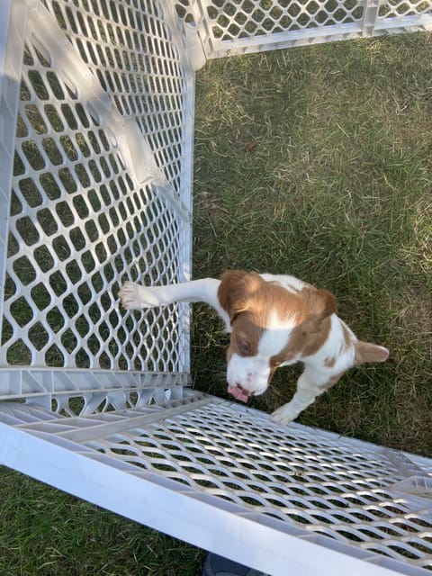 Pet-friendly