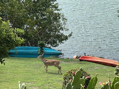 On pond  connects to awwwesome snorkeling.Wildlife & Bird watchers paradise!