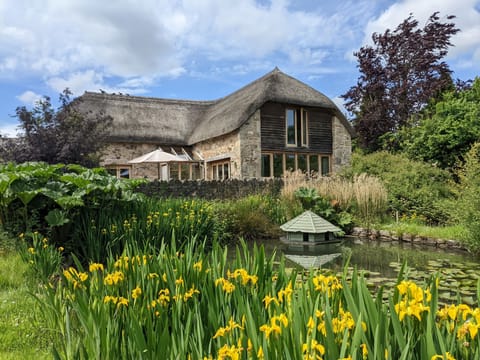 Lillies on the duck pond