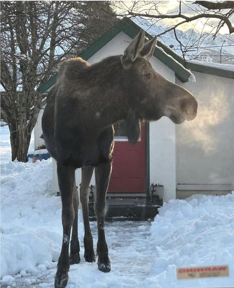 Bullwinkle does visit once in awhile!