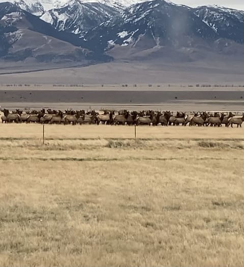 Pasture/Elk