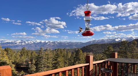 April-September the hummers will be zipping, chirping, and always entertaining. 