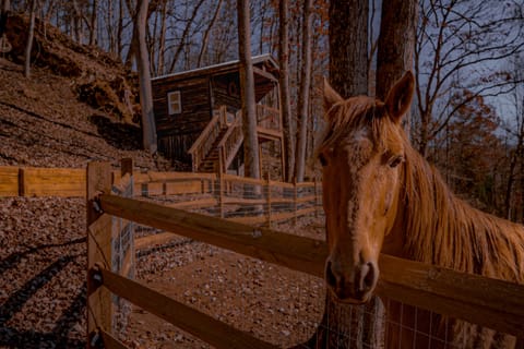 Horses, Goats and Chickens on property (1)