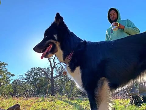 Pet-friendly