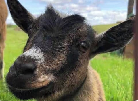 Hi! My name is pumpkin and I can’t wait to meet you!