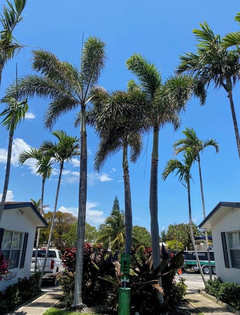 Surounded by palm trees for calmness!