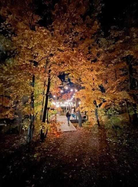 Fall Colour Forest Hikes