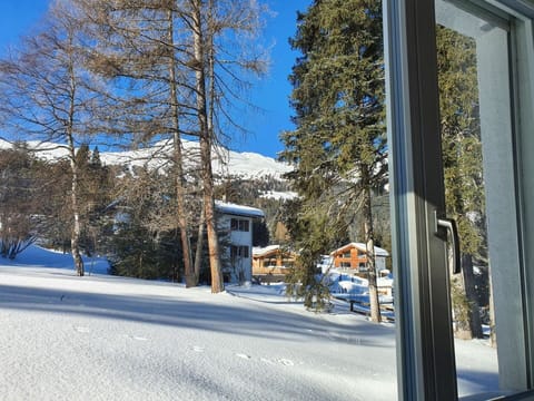 Sky, Plant, Branch, Snow, Tree, Window, Larch, Slope, Shade, Woody Plant