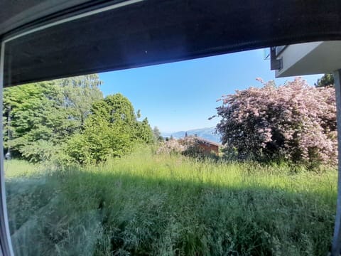 Plant, Daytime, Sky, Natural Landscape, Shade, Window, Grass, Tree, Automotive Exterior