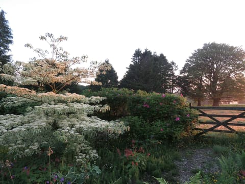 Sunrise in the grounds at Blaenfforest Granary
