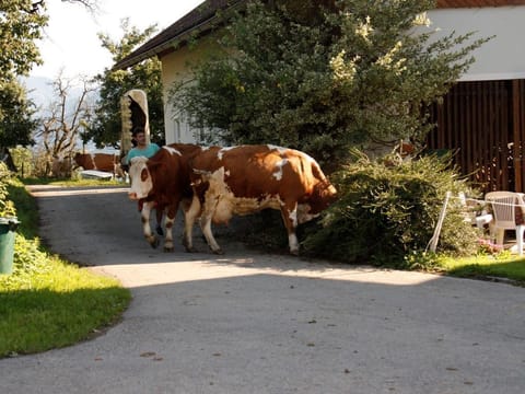 Dreibettzimmer Goldeck - Mentebauer Traudi's Ferienhof Farm Stay in Spittal an der Drau