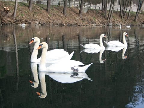 Ferienwohnungen Seerose am See - Appartement/fewo Direkt am See Apartment in Spittal an der Drau