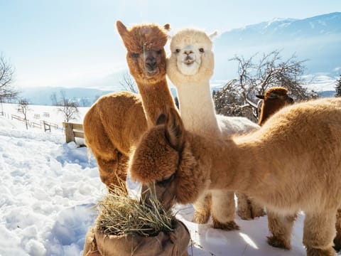 Familienzimmer Sonnenstrahl - Bauernhof Stauder Farm Stay in Carinthia, Austria