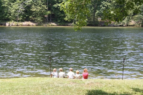 View wildlife in the national forest