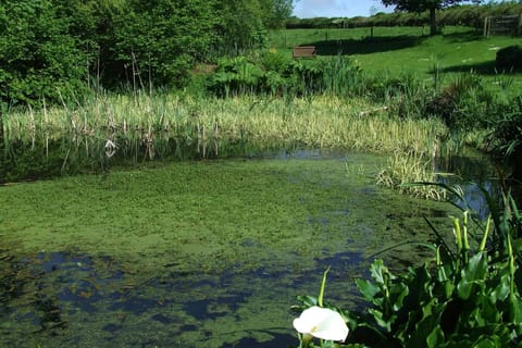 Glascoed Farm water gardens