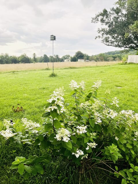 Beautiful foliage; Banana trees, elephant ears, irises, flowering bushes.