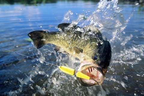 Make sure you get an action shot of your next trophy bass.