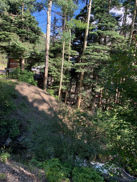 Mountain forest view