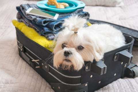Pet-friendly