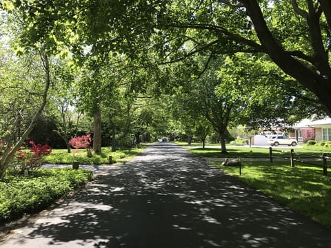 Tree lined street