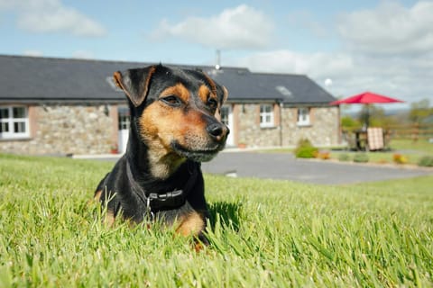 A Jack Russell terrier on the lawn in front of Beudy Nel