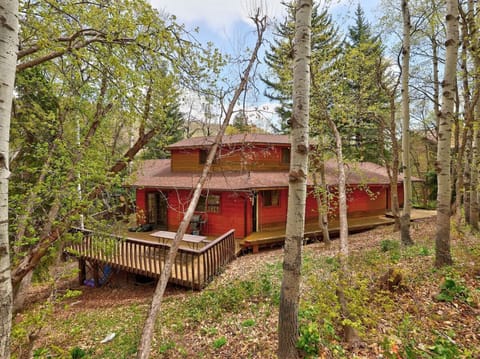 Back deck with yard full of forest