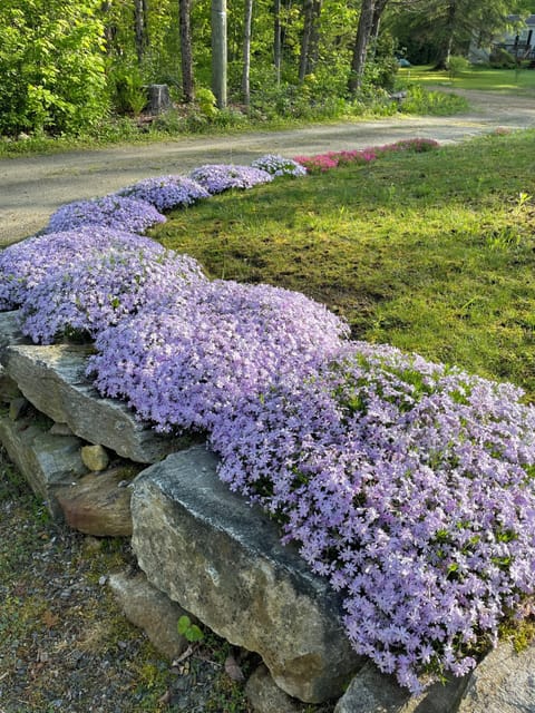 Beaurtiful phlox