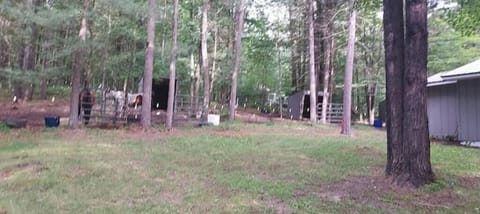 Large horse pens