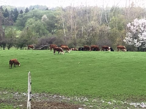 Cows grazing in the pasture.