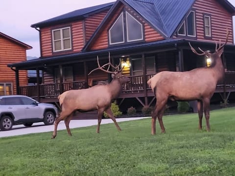 Visitors Daily