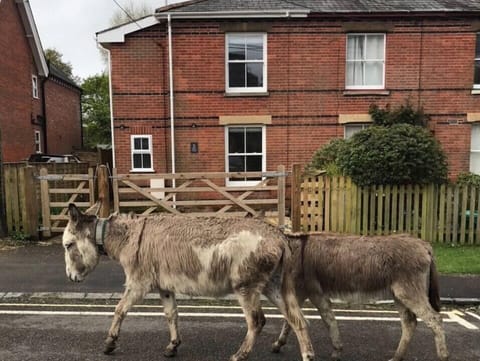 Donkeys paying a visit 