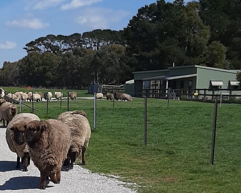 Your Farm Stay Cottage at Fleece Flock & Fibre