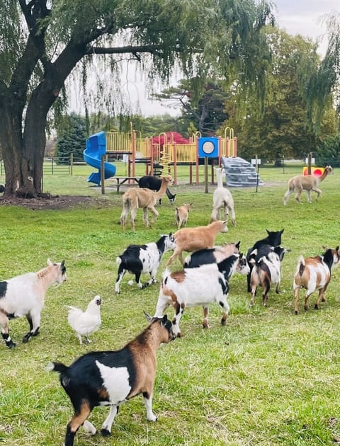 Onsite Petting Zoo by appointment
