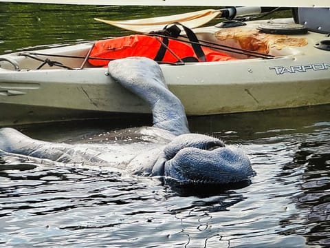 One of our guests enjoyed a day on the river with this friendly Manetee