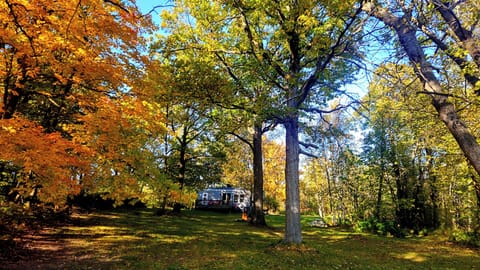 The Maple and Oak trees are changing. 