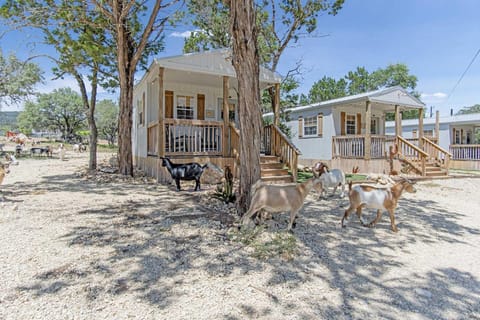 The friendly animals here will stroll right up to your front porch and say howdy!