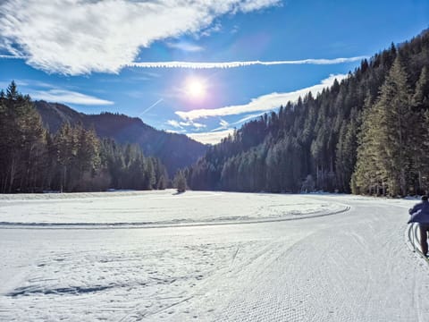 Winter, Snow, Tree, Wilderness, Freezing, Forest, Terrain, Slope, Larch, Mountain Range